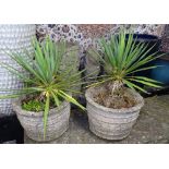 A pair of weathered concrete garden planters