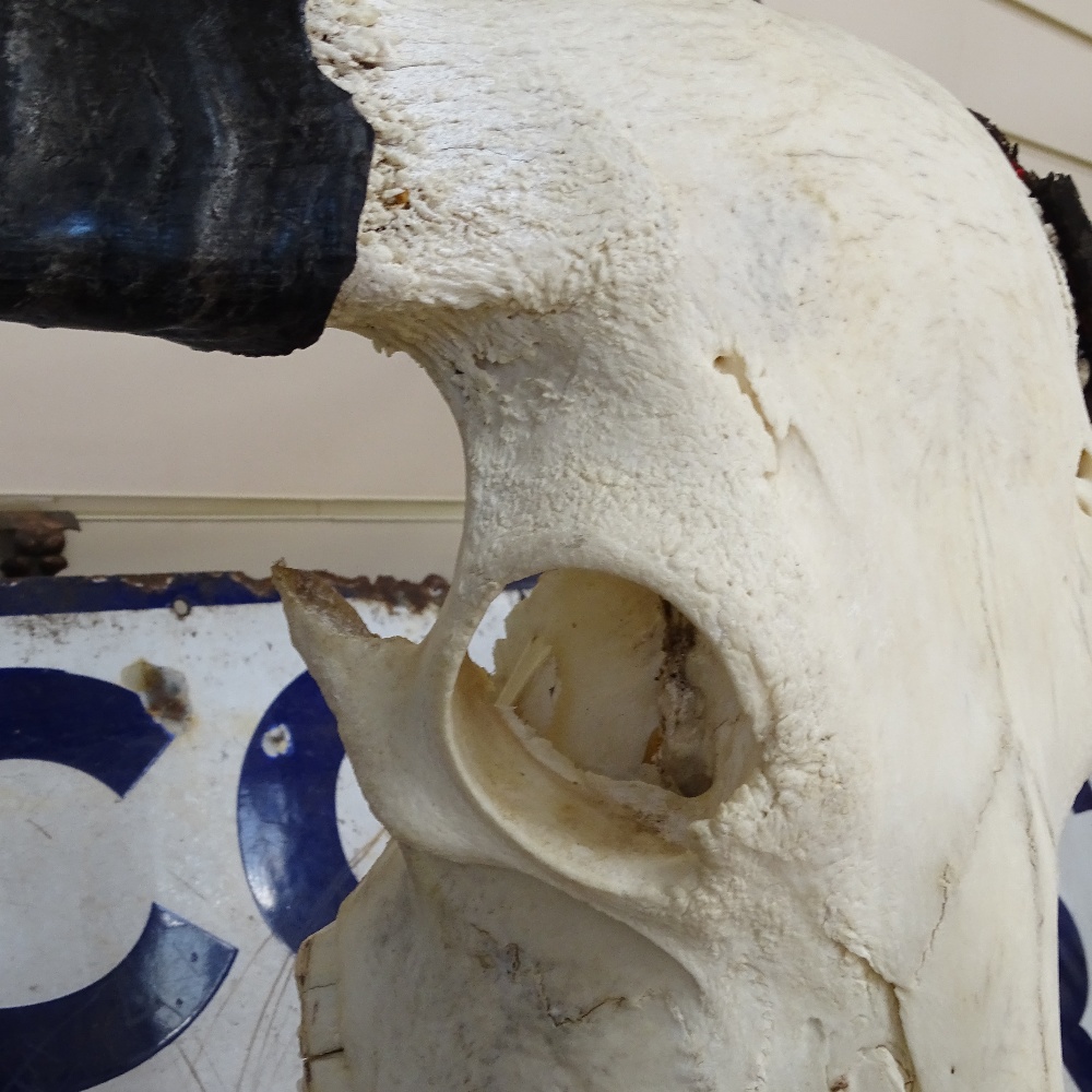 A buffalo skull with horns mounted on a stand, width 30" - Image 2 of 2