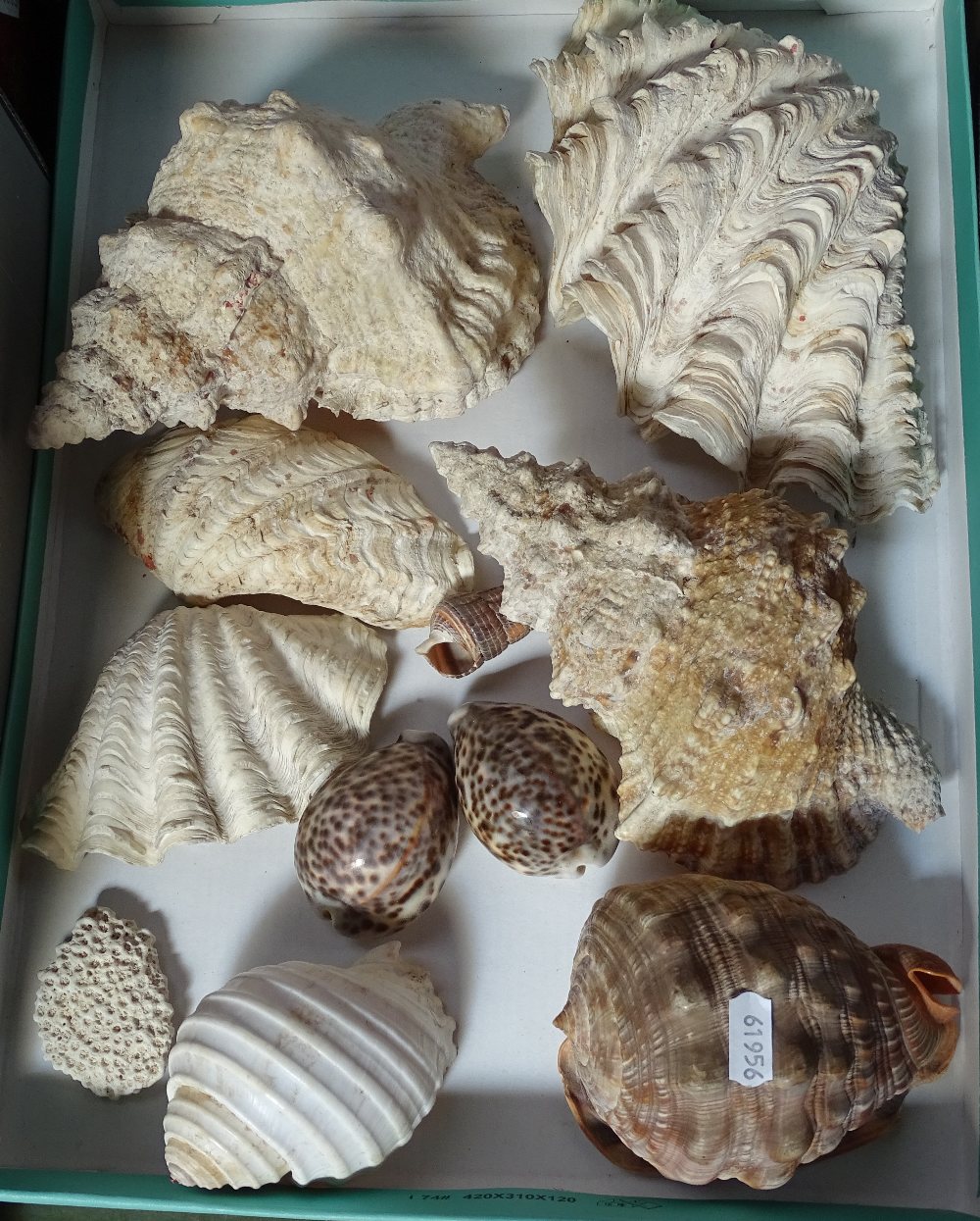 A collection of seashells