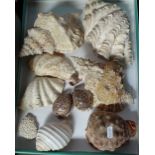 A collection of seashells