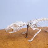A skeleton of a rat in glazed oak case, length 14"