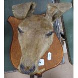 A taxidermy study of a kangaroo's head