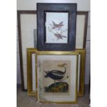 Various ornithological coloured engravings, etchings, and painted porcelain plaque (6)