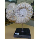 An ammonite fossil on stand