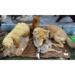 3 various animal taxidermy studies (a fox, polecat, and bird)