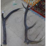 A pair of stag's antlers