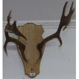 A pair of antlers on oak shield back