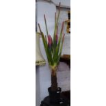An ornamental indoor plant