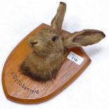 A taxidermic brown hare's head, plaque dated 5th October 1916