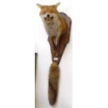 A taxidermic half fox on oak plaque and brush