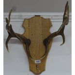 A pair of antlers on oak shield back