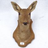 A taxidermic deer's head on plaque