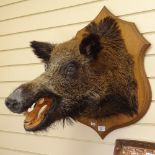 Taxidermy, a wild boar's head mounted on oak plaque