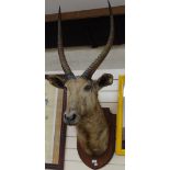 A taxidermic African Kudu with spiral twist horns, mounted on oak plaque