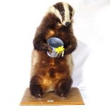 A taxidermic badger on wooden stand, height 63cm overall