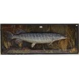 A glazed display case containing a Pike in naturalistic surround, length 116cm