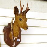 Taxidermy, a deer's head on oak shield, and a deer's foot twisted walking cane