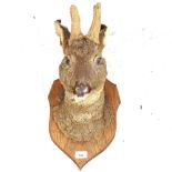 A taxidermic deer's head on shield plaque
