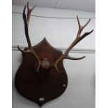 A pair of antlers mounted on oak shield back
