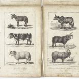 A group of early 19th century prints of wildlife