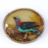 A Victorian reverse-painted bird brooch, in gilt-metal frame, length 46.3mm, 17.3g