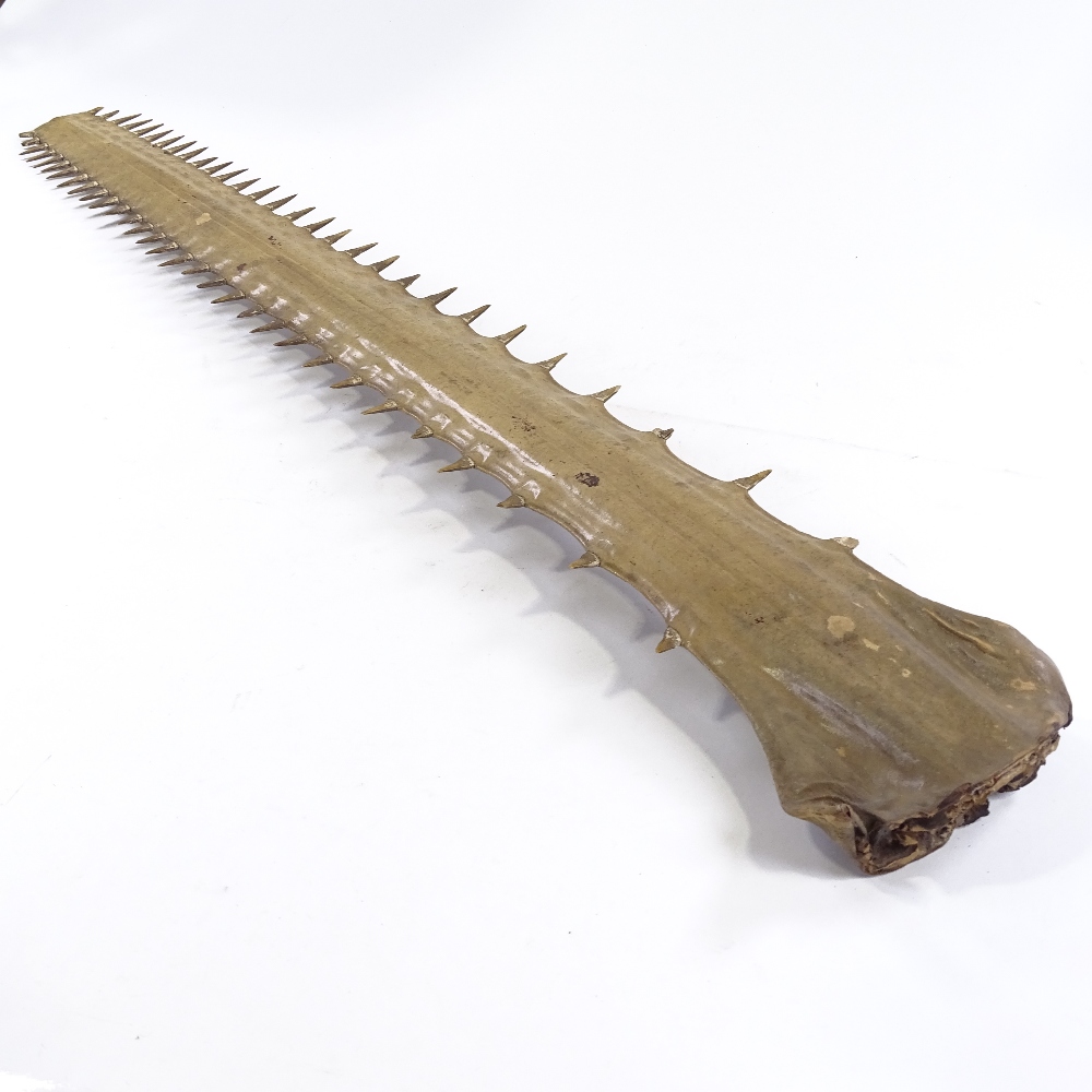 A sawfish rostrum, length 103cm (40"), with CITES certificate - Image 4 of 4