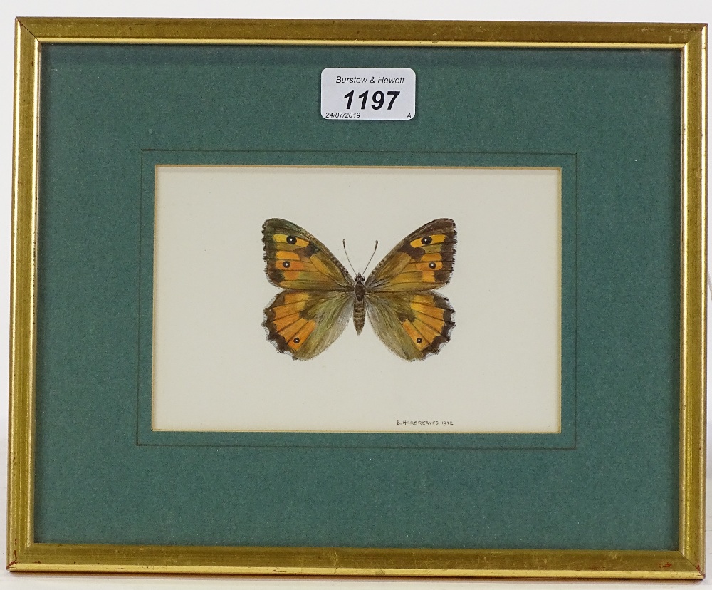 Brian Hargreaves (1935 - 2011), watercolour, study of a Southern Grayling butterfly, signed and - Image 2 of 4