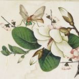 A pair of Chinese watercolours on rice paper, studies of blossom and butterflies, framed, overall