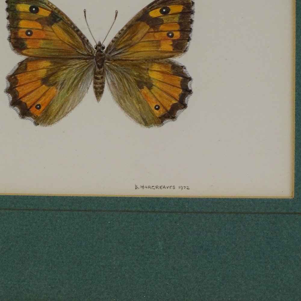 Brian Hargreaves (1935 - 2011), watercolour, study of a Southern Grayling butterfly, signed and - Image 3 of 4
