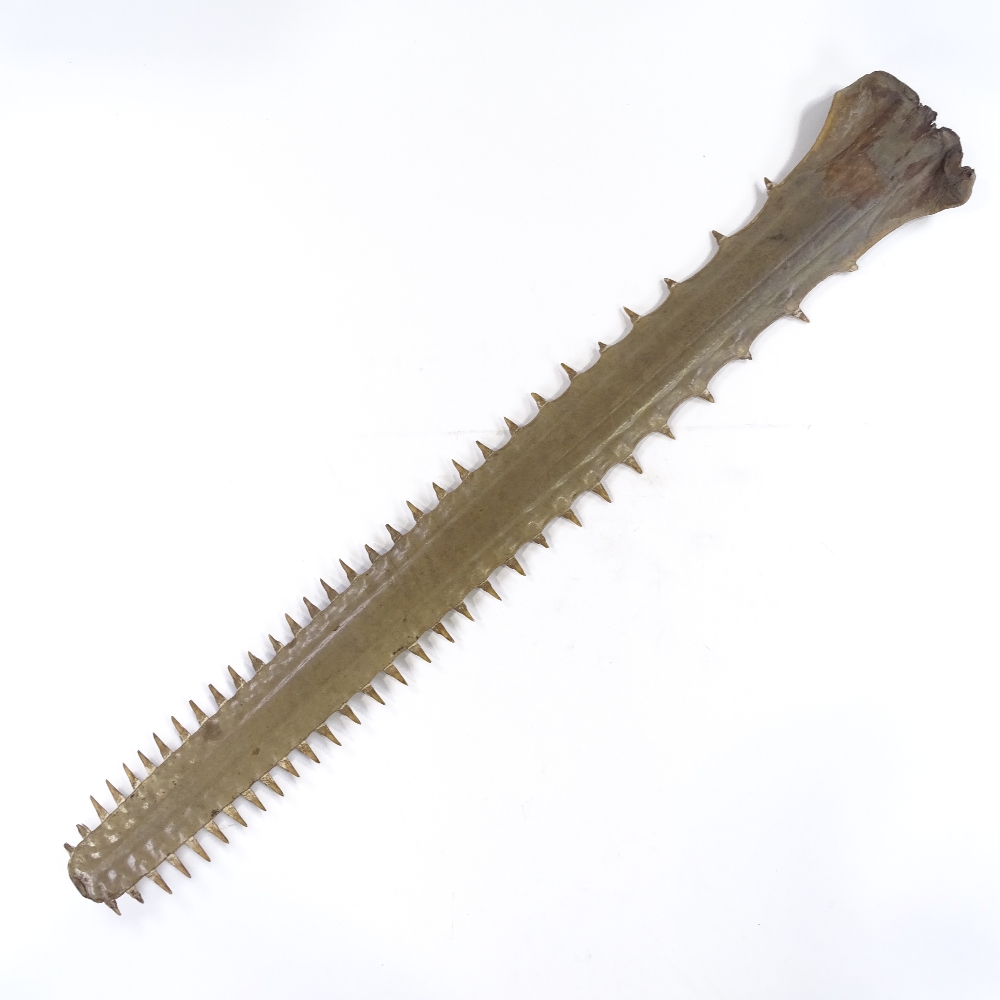 A sawfish rostrum, length 103cm (40"), with CITES certificate - Image 2 of 4