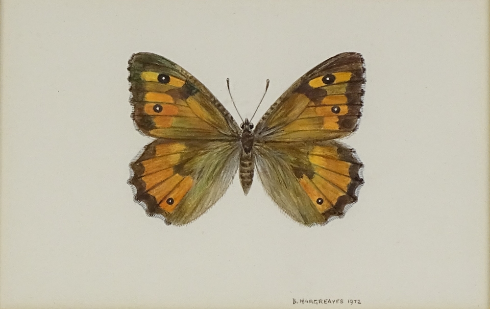 Brian Hargreaves (1935 - 2011), watercolour, study of a Southern Grayling butterfly, signed and