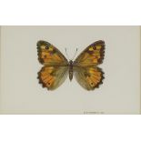 Brian Hargreaves (1935 - 2011), watercolour, study of a Southern Grayling butterfly, signed and