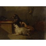 George Armfield, oil on canvas, 3 Terriers and cat, signed, 10" x 14", framed