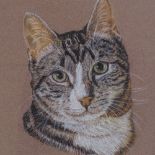 V Collins, coloured pastels, study of a cat, signed, 11" x 8", framed