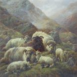 R Watson, oil on canvas, flock of sheep sheltering on a mountain, signed and dated 1906, 36" x