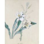 19th century watercolour, botanical study, signed with monogram, and 2 other prints, framed (3)