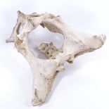 A section of whale vertebrae, length 56cm