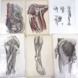 A folder of 19th century anatomical prints, some hand coloured