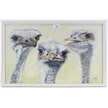 Clive Fredriksson, oil on board, ostriches, 14" x 23", framed