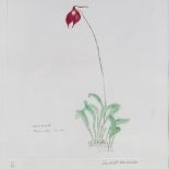 Elizabeth Blackadder, coloured etching, orchid, signed in pencil, numbered 40/40, plate size 14" x