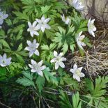 Peter Newcombe (born 1943), oil on board, wood anemones, 2001, 15" x 11.5", framed