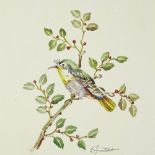 Evelina Guidotti, pair of watercolours, garden birds, 6.5" x 4.5", mounted