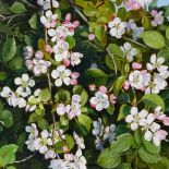 Peter Newcombe (born 1943), oil on board, crab apple blossom, 10" x 12", framed