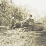 Ceylon, large 19th century albumen photographic print of elephants, sheet size 12" x 15", unframed