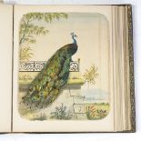 A Victorian leather-bound album containing drawings and prints, album size 11" x 9"