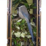 TAXIDERMY - an exotic bird mounted in gilded and lacquered glazed display case, height 61cm