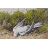 William Cruickshank, watercolour/gouache, dead pigeon, signed, 9" x 13.5", framed
