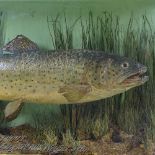 TAXIDERMY - a trout 5lbs, caught at Blagdon July 19 1913, in bow-front glazed cabinet, 71cm x 36cm