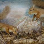TAXIDERMY - 2 red squirrels in naturalistic setting, signed T Holton 1886, in glazed cabinet, 60cm x