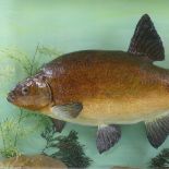 TAXIDERMY - a bream 6lb 7oz September 1962 in glazed case, 70cm x 46cm